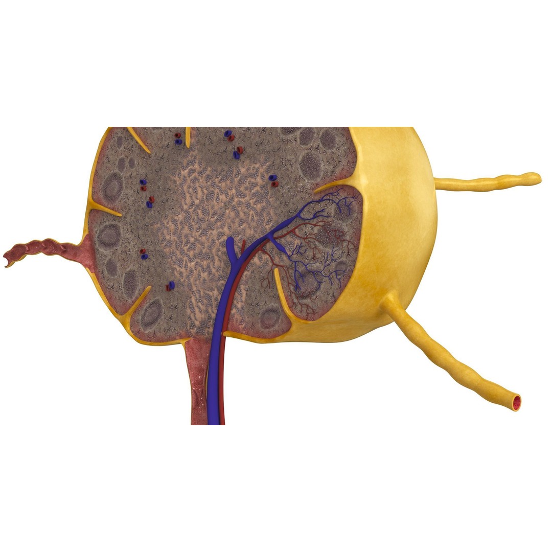 Lymph Node 3D Model – High-Resolution Anatomical Asset, FBX & OBJ - View 10