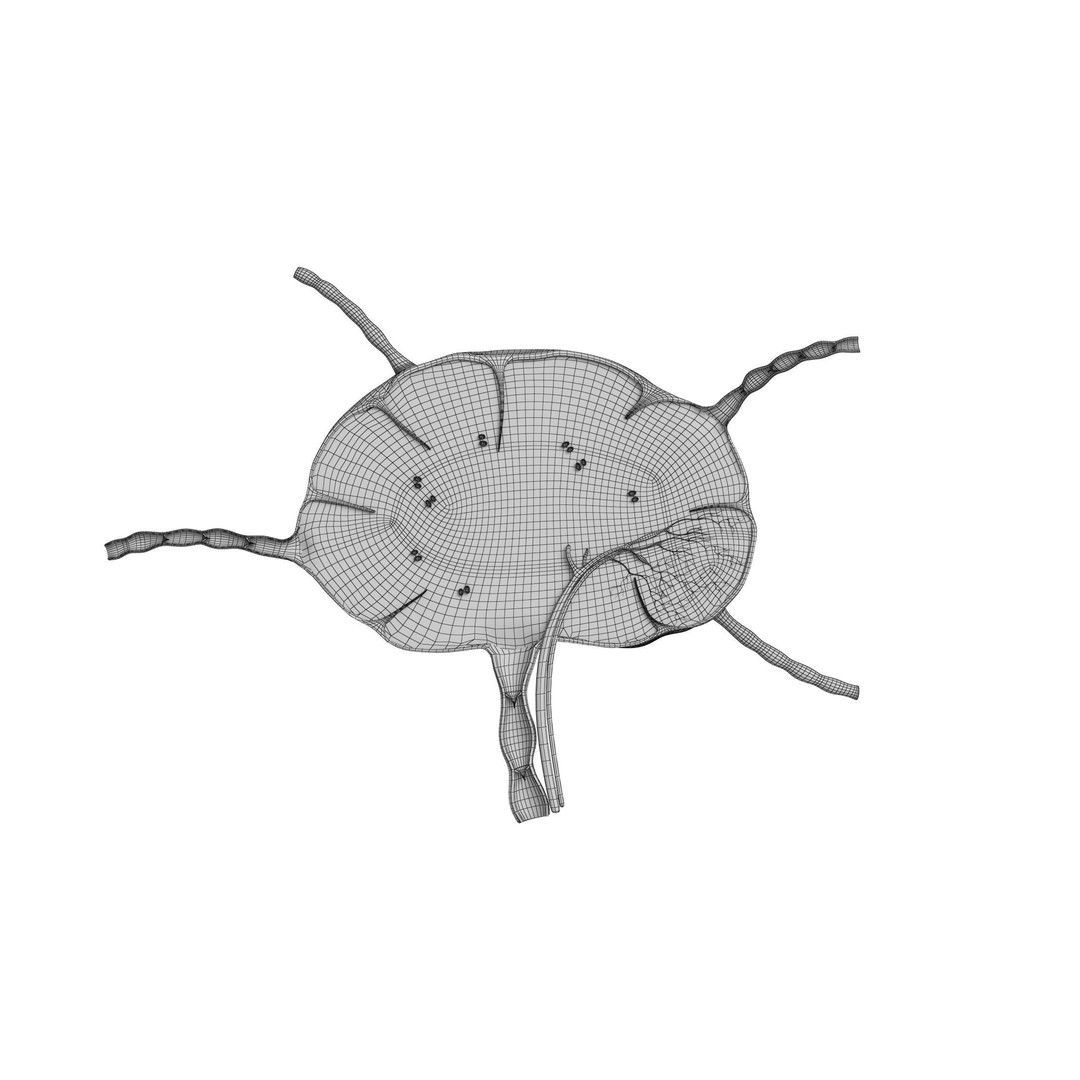 Lymph Node 3D Model – High-Resolution Anatomical Asset, FBX & OBJ - View 13