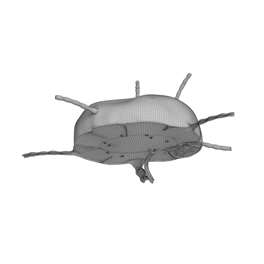 Lymph Node 3D Model – High-Resolution Anatomical Asset, FBX & OBJ - View 14