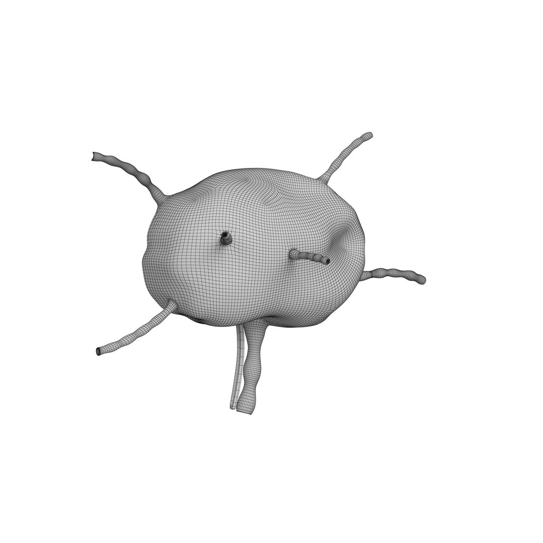 Lymph Node 3D Model – High-Resolution Anatomical Asset, FBX & OBJ - View 15
