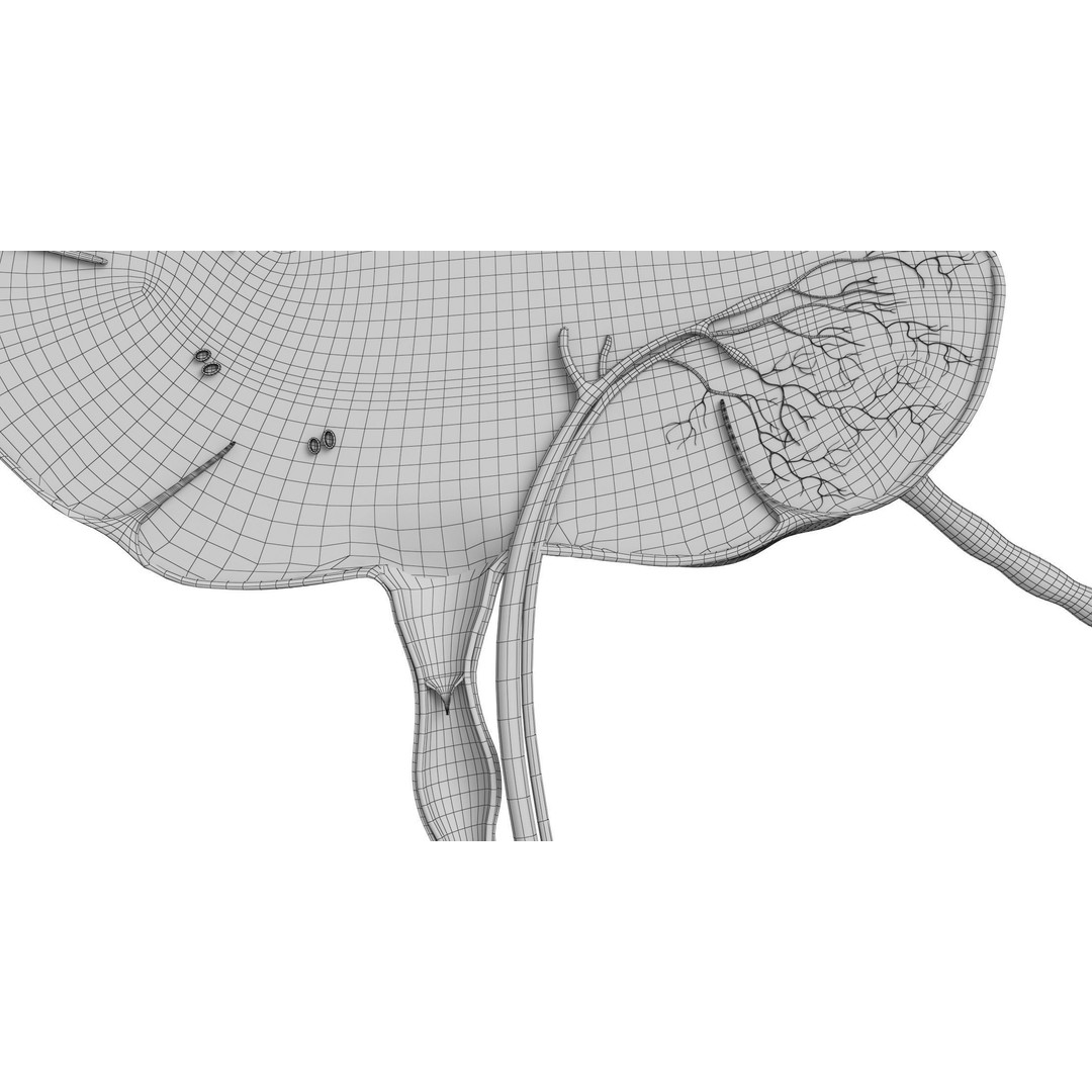Lymph Node 3D Model – High-Resolution Anatomical Asset, FBX & OBJ - View 16