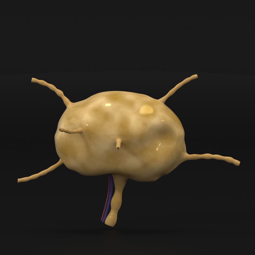 Lymph Node 3D Model – High-Resolution Anatomical Asset, FBX & OBJ - View 17