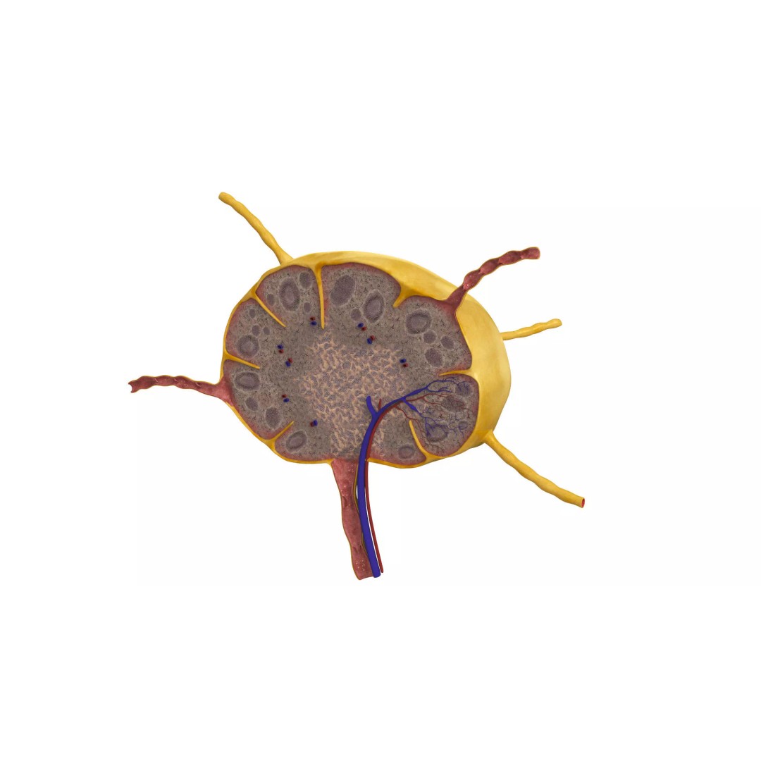 Lymph Node 3D Model – High-Resolution Anatomical Asset, FBX & OBJ - View 2