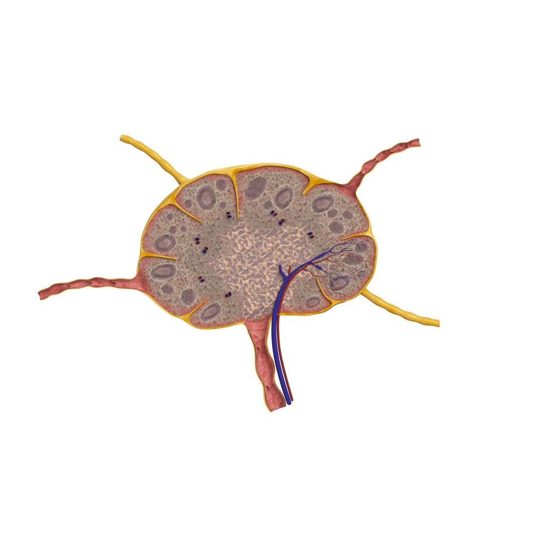 Lymph Node 3D Model – High-Resolution Anatomical Asset, FBX & OBJ - View 3