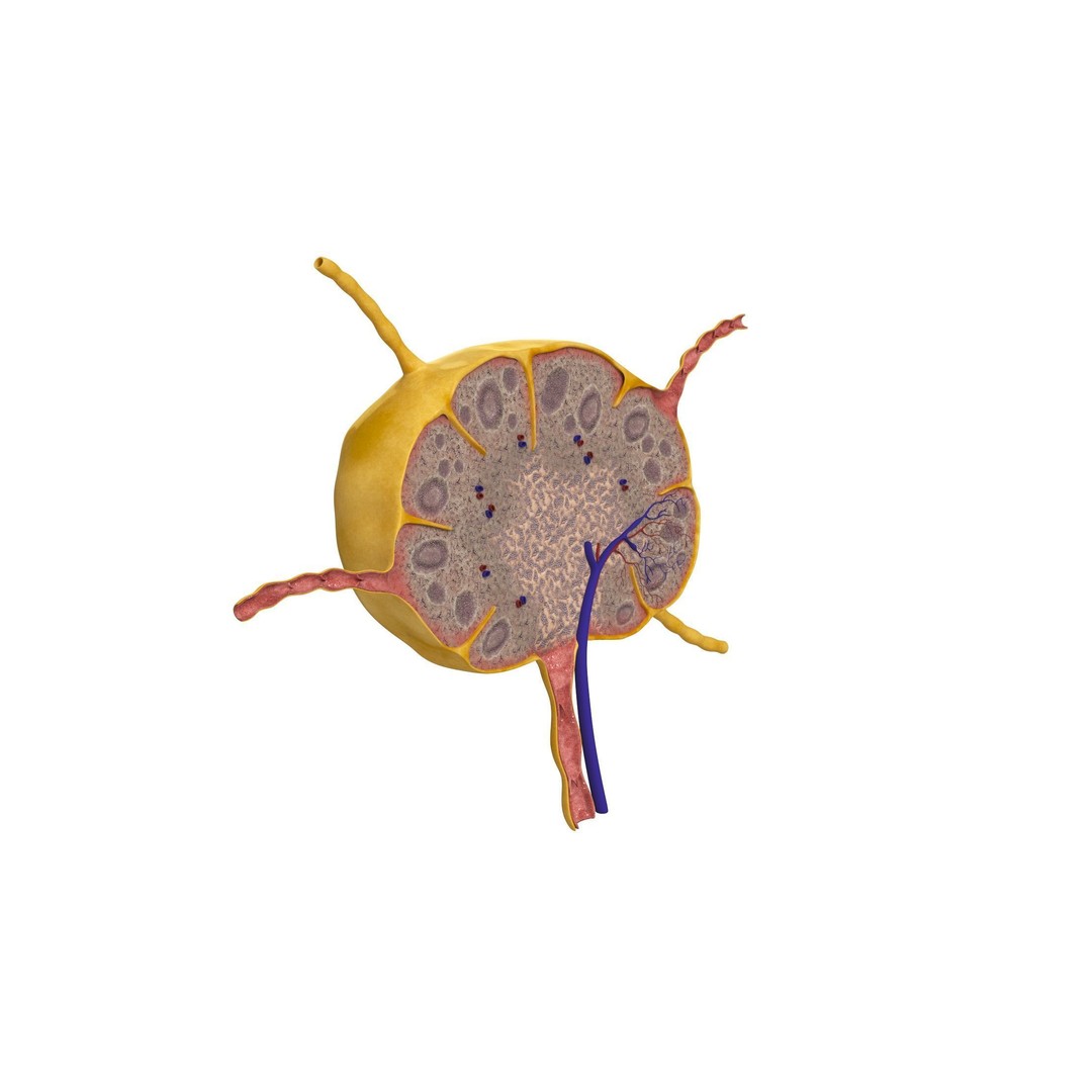Lymph Node 3D Model – High-Resolution Anatomical Asset, FBX & OBJ - View 4