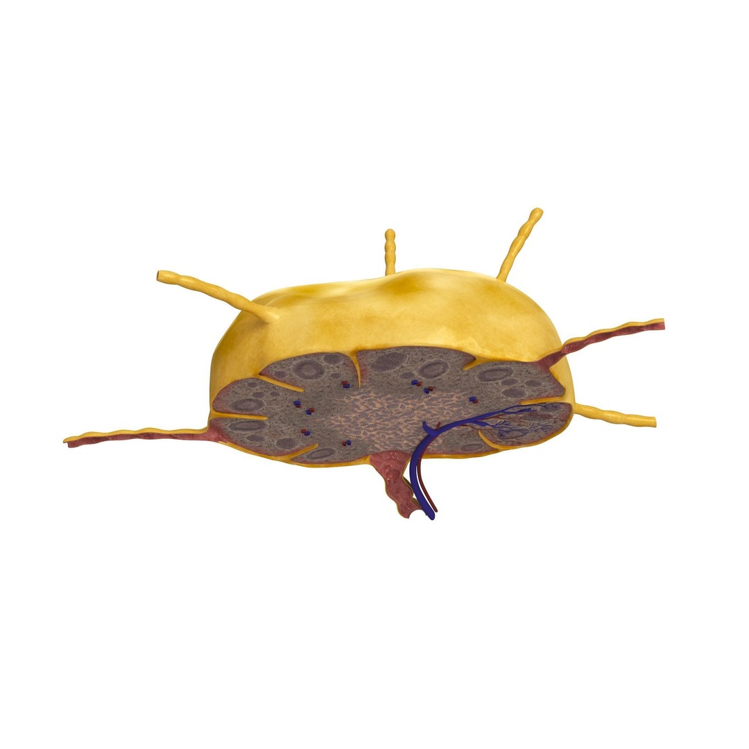 Lymph Node 3D Model – High-Resolution Anatomical Asset, FBX & OBJ - View 5