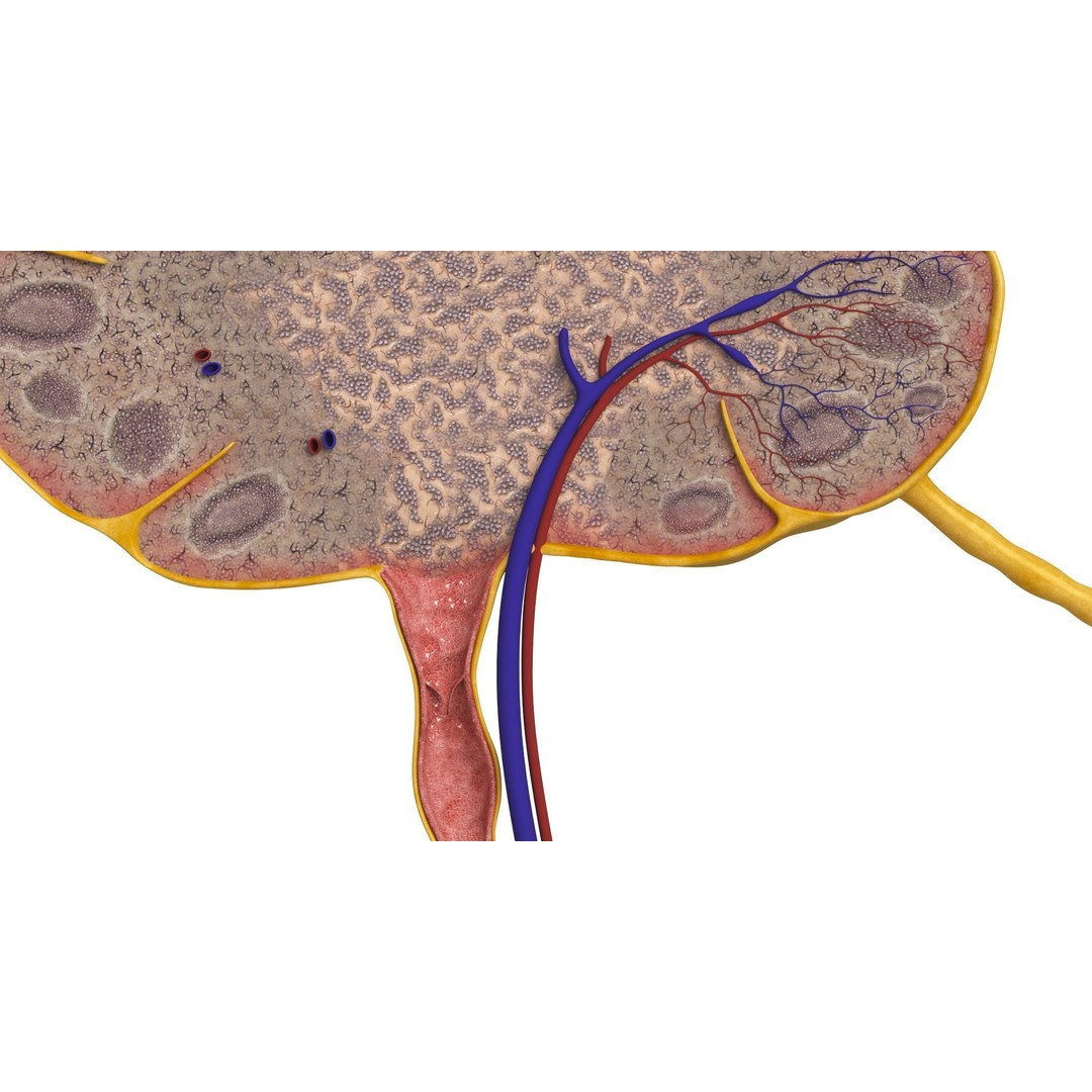 Lymph Node 3D Model – High-Resolution Anatomical Asset, FBX & OBJ - View 6