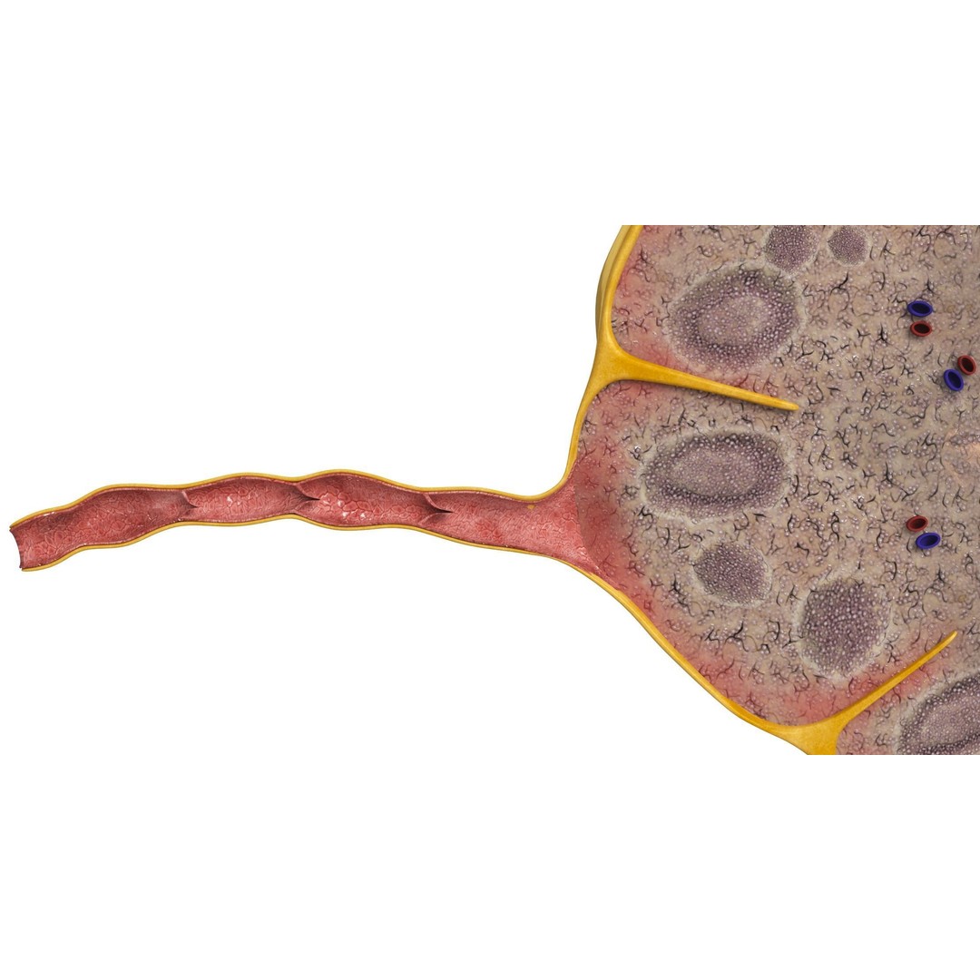 Lymph Node 3D Model – High-Resolution Anatomical Asset, FBX & OBJ - View 7