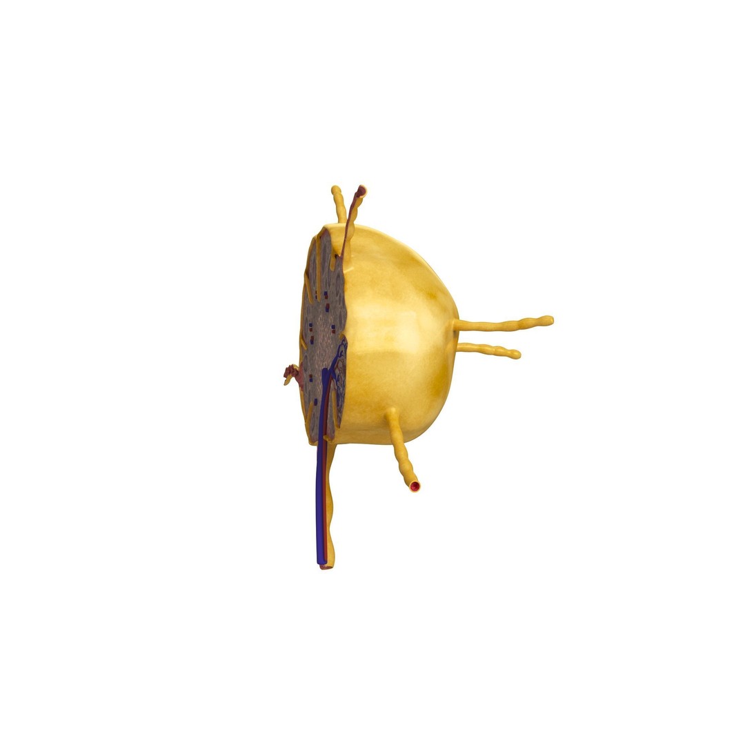 Lymph Node 3D Model – High-Resolution Anatomical Asset, FBX & OBJ - View 8