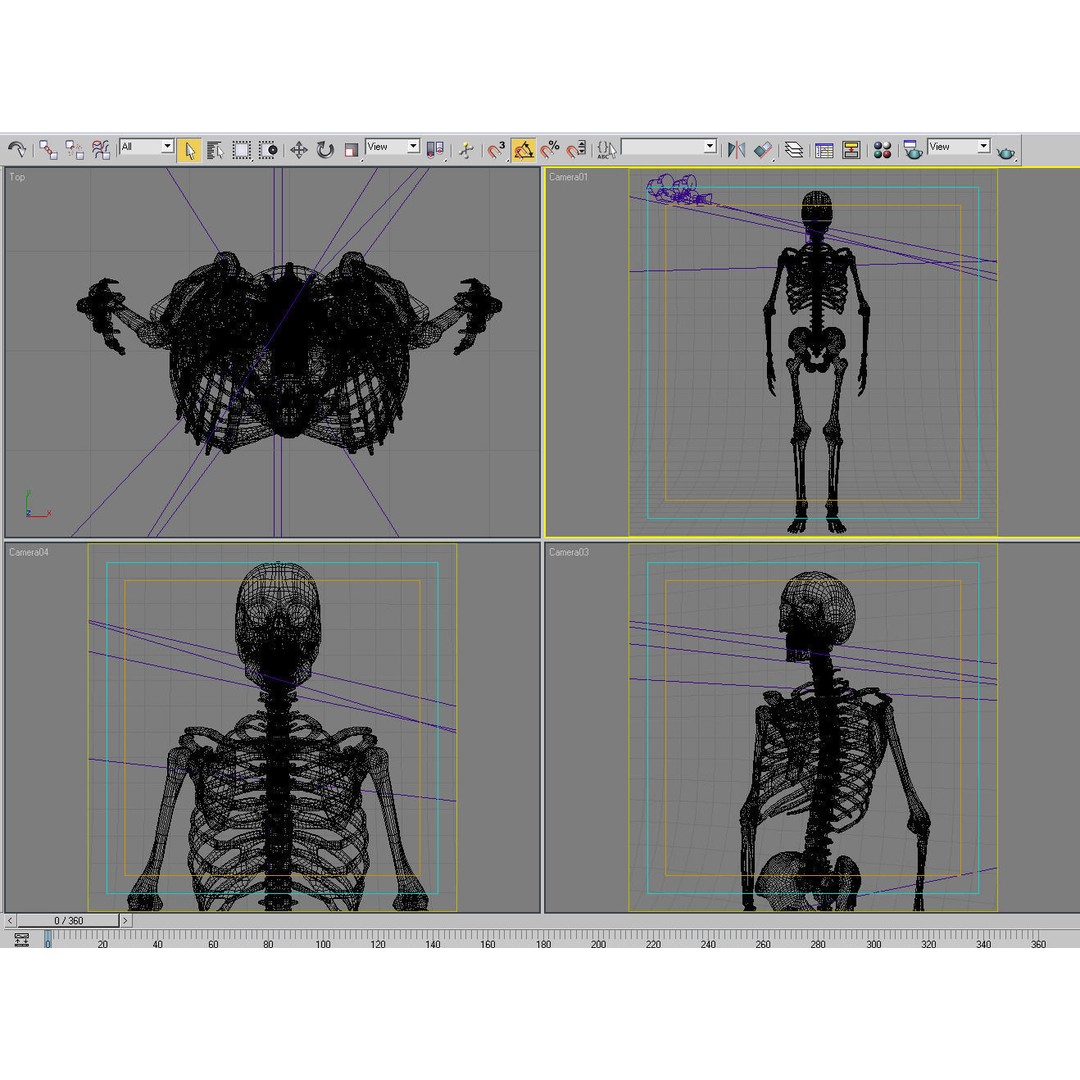 Human Skeleton 3D Model – Rigged Anatomy Asset, FBX & OBJ