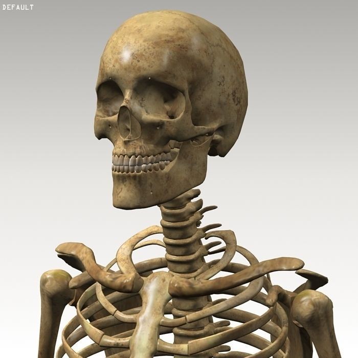Human Skeleton 3D Model – Rigged Anatomy Asset, FBX & OBJ - View 10