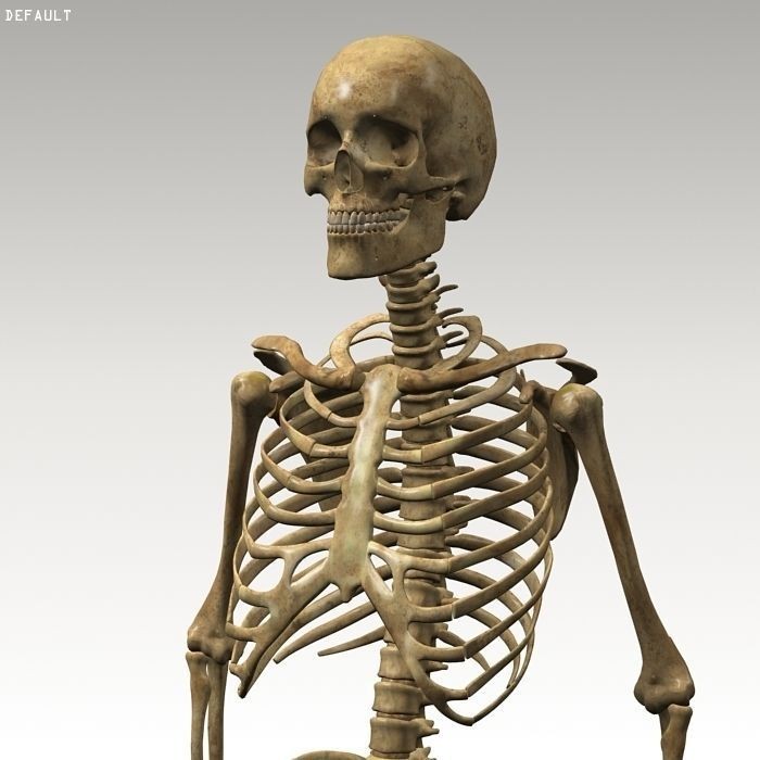 Human Skeleton 3D Model – Rigged Anatomy Asset, FBX & OBJ - View 11