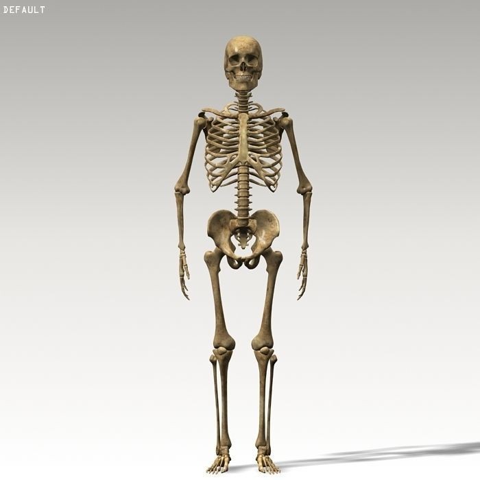 Human Skeleton 3D Model – Rigged Anatomy Asset, FBX & OBJ - View 12