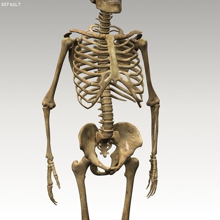 Human Skeleton 3D Model – Rigged Anatomy Asset, FBX & OBJ - View 13