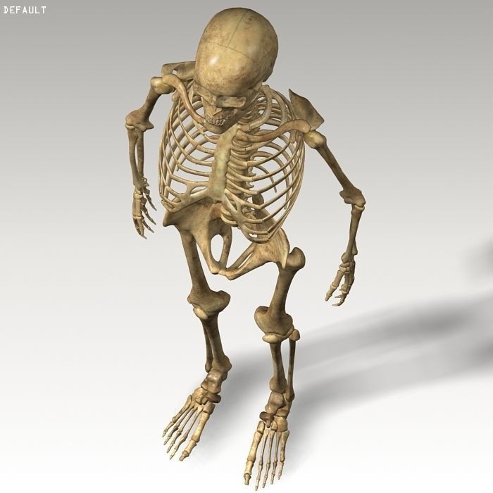 Human Skeleton 3D Model – Rigged Anatomy Asset, FBX & OBJ - View 14