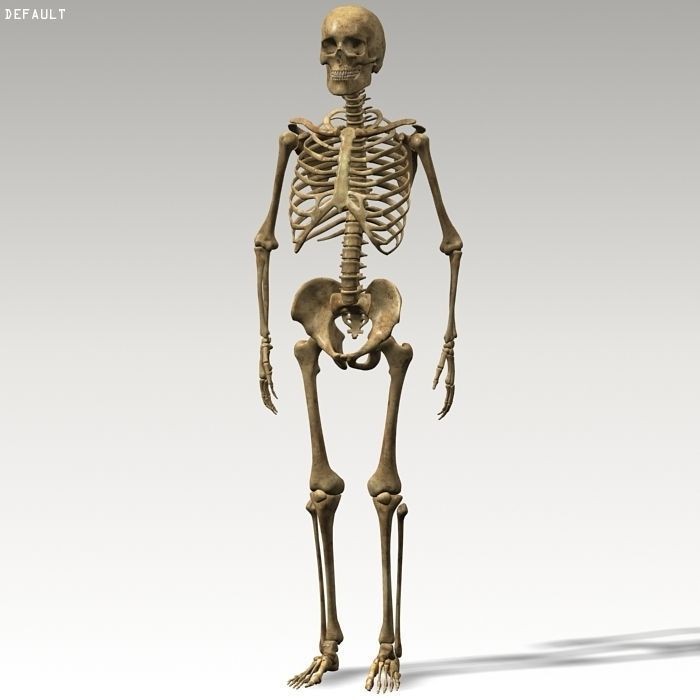 Human Skeleton 3D Model – Rigged Anatomy Asset, FBX & OBJ - View 15