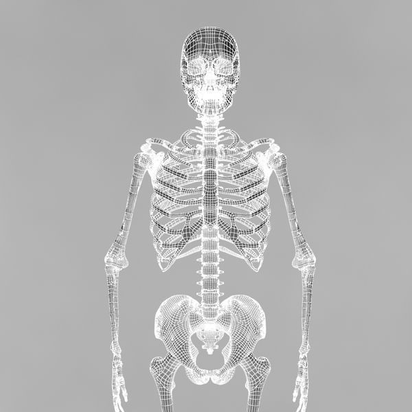 Human Skeleton 3D Model – Rigged Anatomy Asset, FBX & OBJ - View 16
