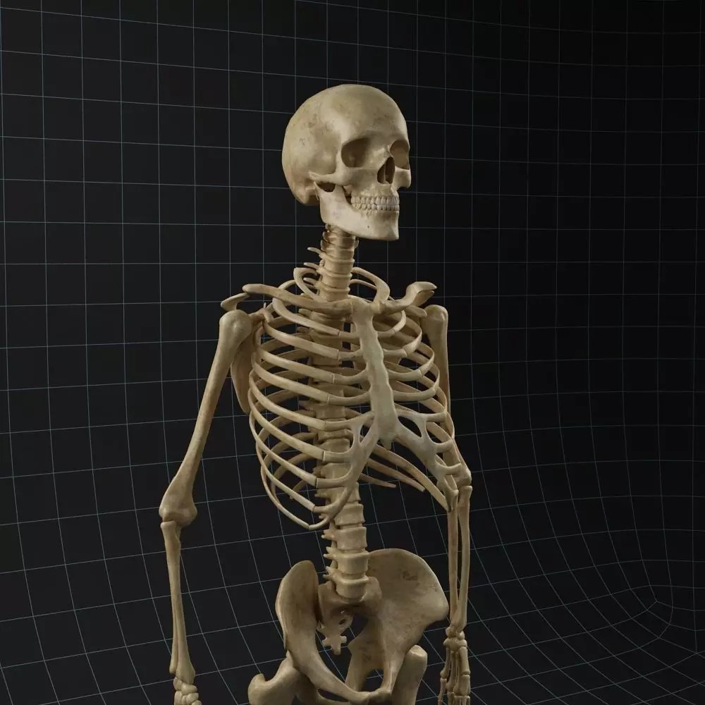 Human Skeleton 3D Model – Rigged Anatomy Asset, FBX & OBJ - View 2