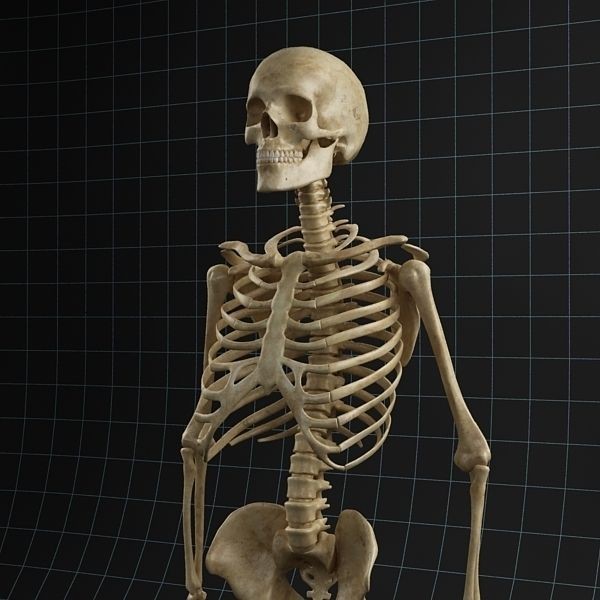 Human Skeleton 3D Model – Rigged Anatomy Asset, FBX & OBJ - View 3