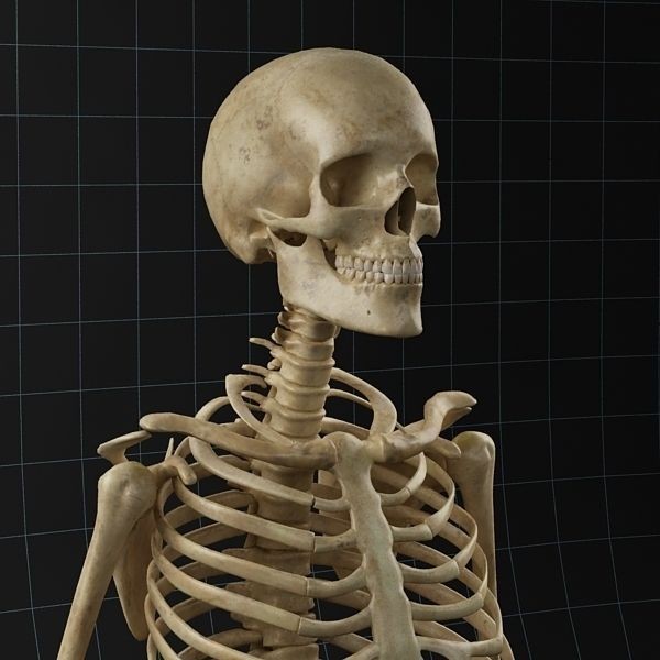 Human Skeleton 3D Model – Rigged Anatomy Asset, FBX & OBJ - View 4