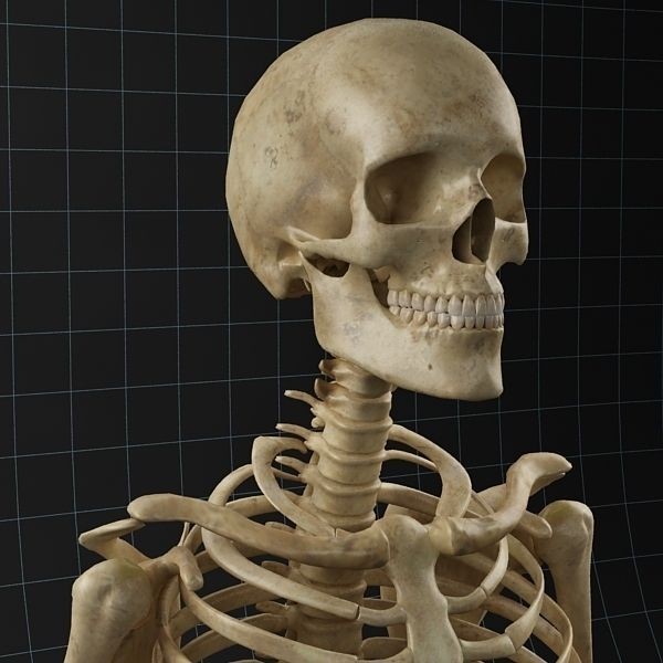 Human Skeleton 3D Model – Rigged Anatomy Asset, FBX & OBJ - View 5