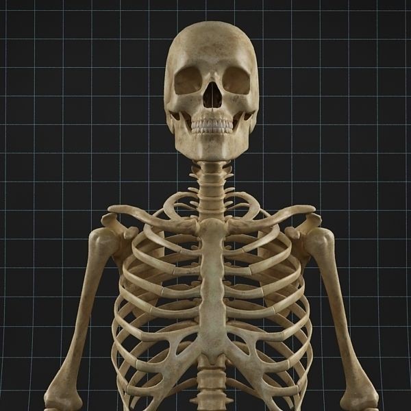 Human Skeleton 3D Model – Rigged Anatomy Asset, FBX & OBJ - View 6
