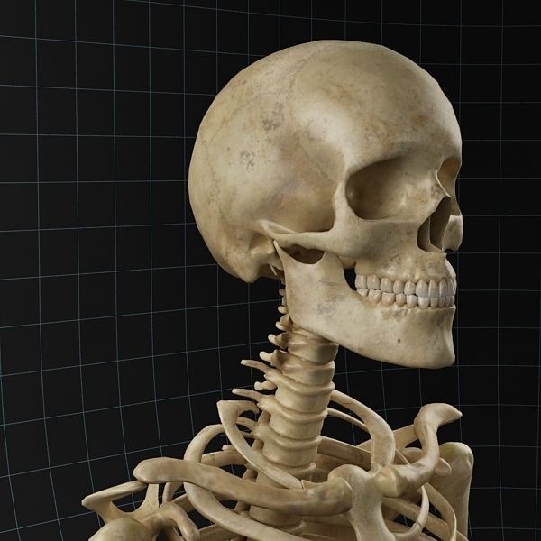 Human Skeleton 3D Model – Rigged Anatomy Asset, FBX & OBJ - View 7