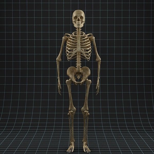 Human Skeleton 3D Model – Rigged Anatomy Asset, FBX & OBJ - View 8