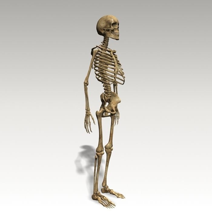 Human Skeleton 3D Model – Rigged Anatomy Asset, FBX & OBJ - View 9