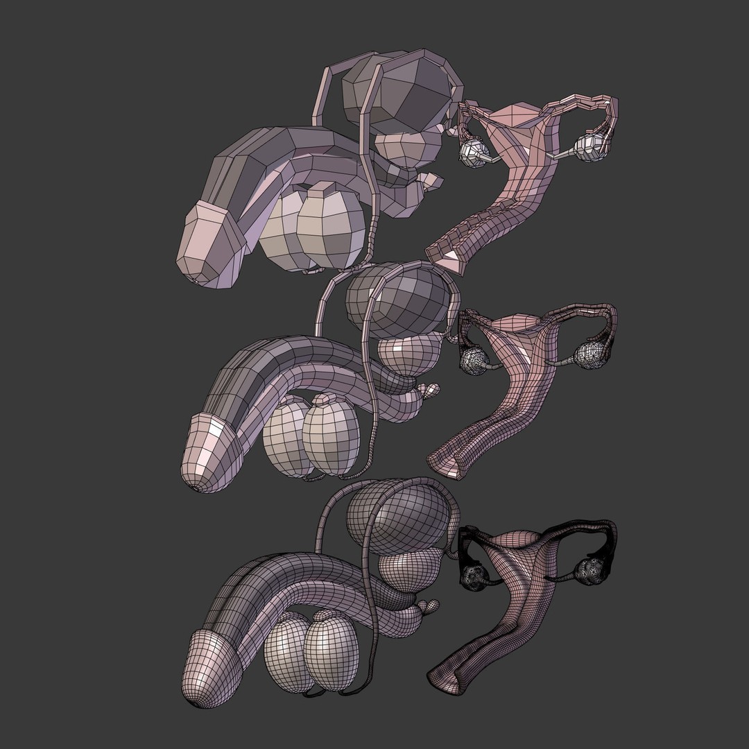 Reproductive System 3D Model – Low Poly Anatomy Asset, FBX