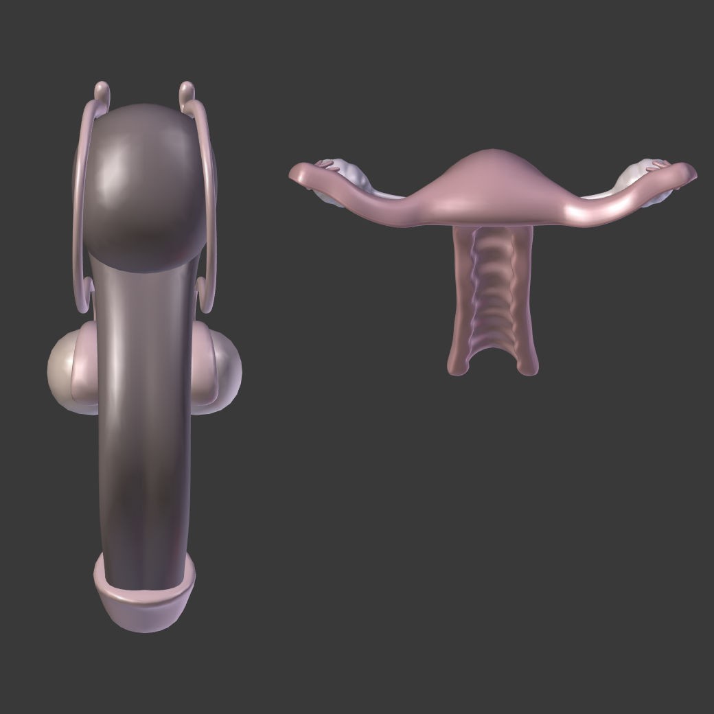 Reproductive System 3D Model – Low Poly Anatomy Asset, FBX - View 10