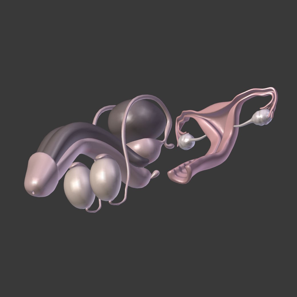 Reproductive System 3D Model – Low Poly Anatomy Asset, FBX - View 11