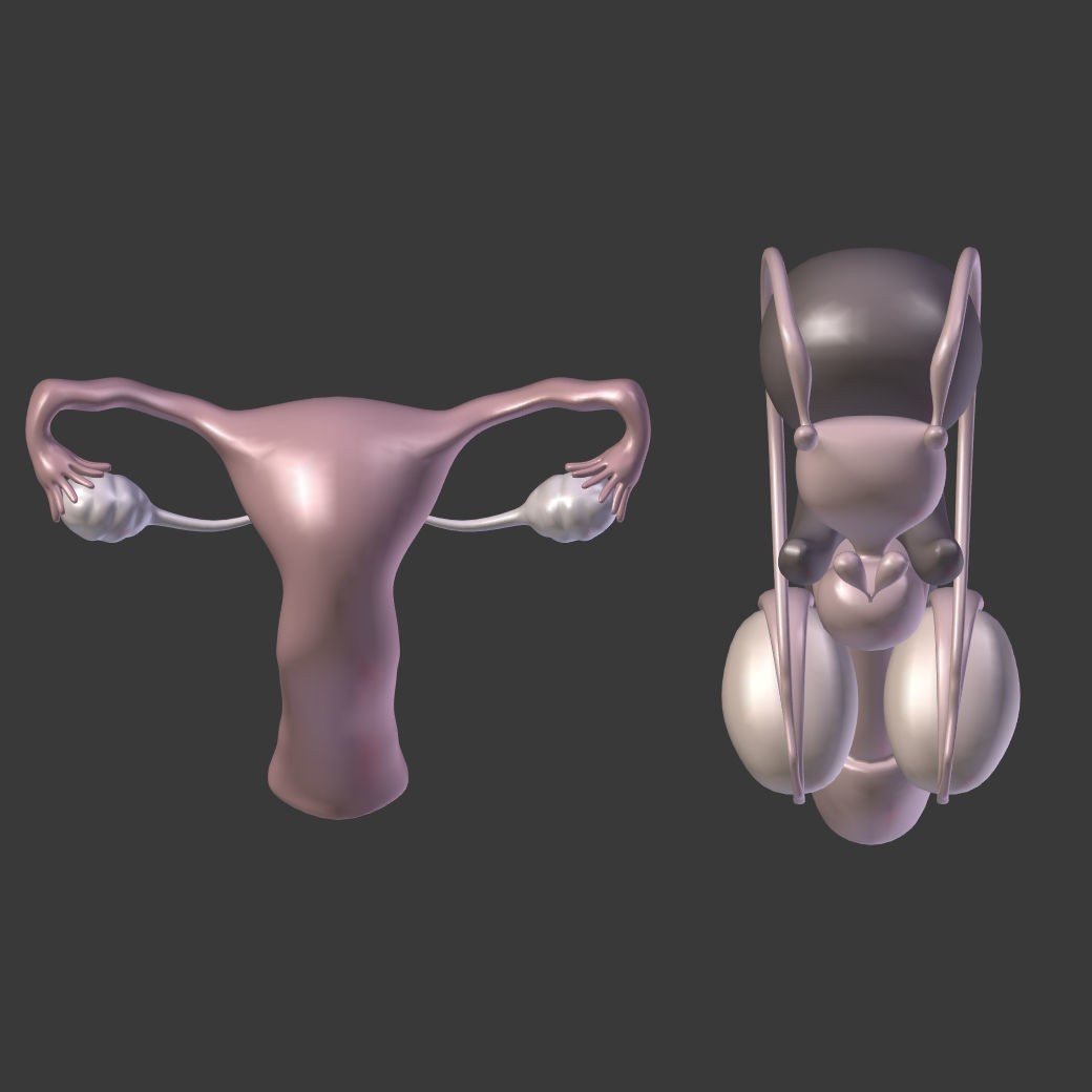 Reproductive System 3D Model – Low Poly Anatomy Asset, FBX - View 12
