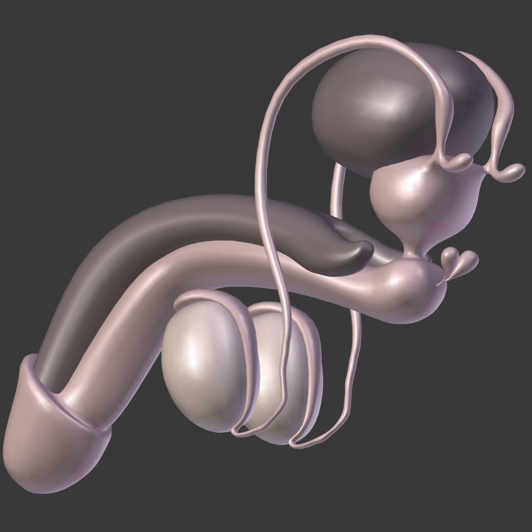 Reproductive System 3D Model – Low Poly Anatomy Asset, FBX - View 13