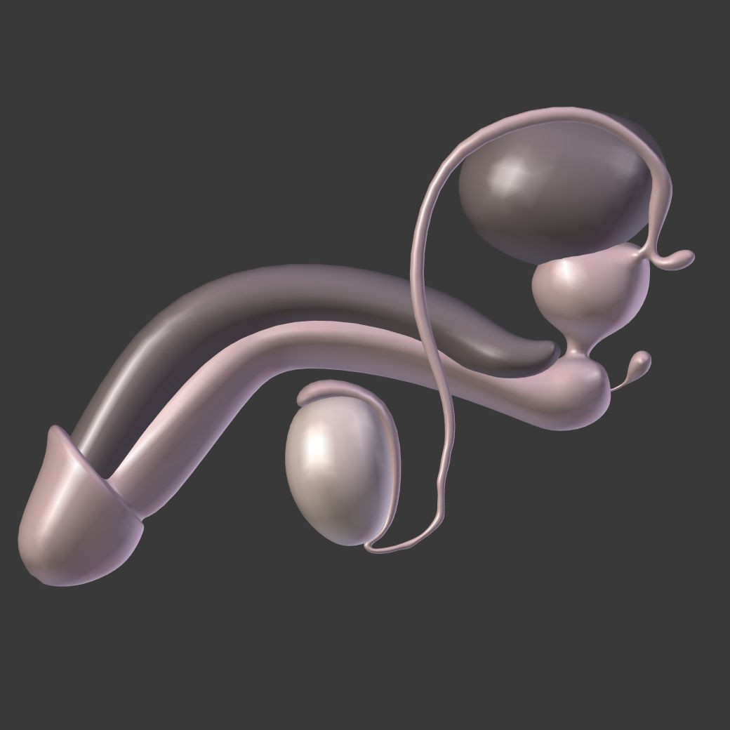 Reproductive System 3D Model – Low Poly Anatomy Asset, FBX - View 15