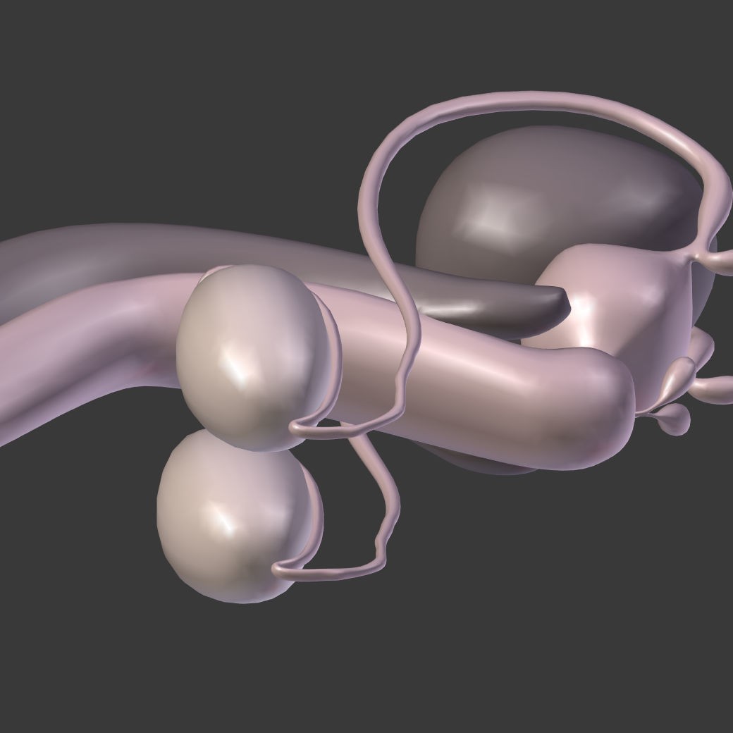 Reproductive System 3D Model – Low Poly Anatomy Asset, FBX - View 16