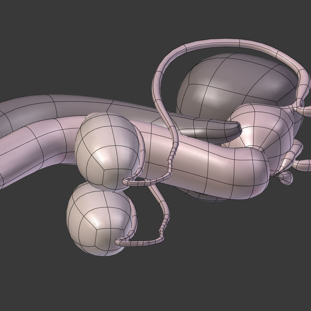 Reproductive System 3D Model – Low Poly Anatomy Asset, FBX - View 19