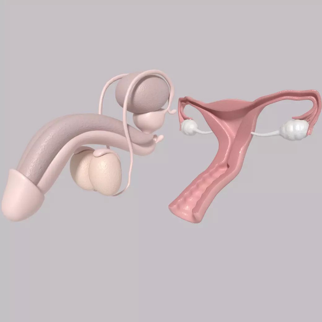 Reproductive System 3D Model – Low Poly Anatomy Asset, FBX - View 2