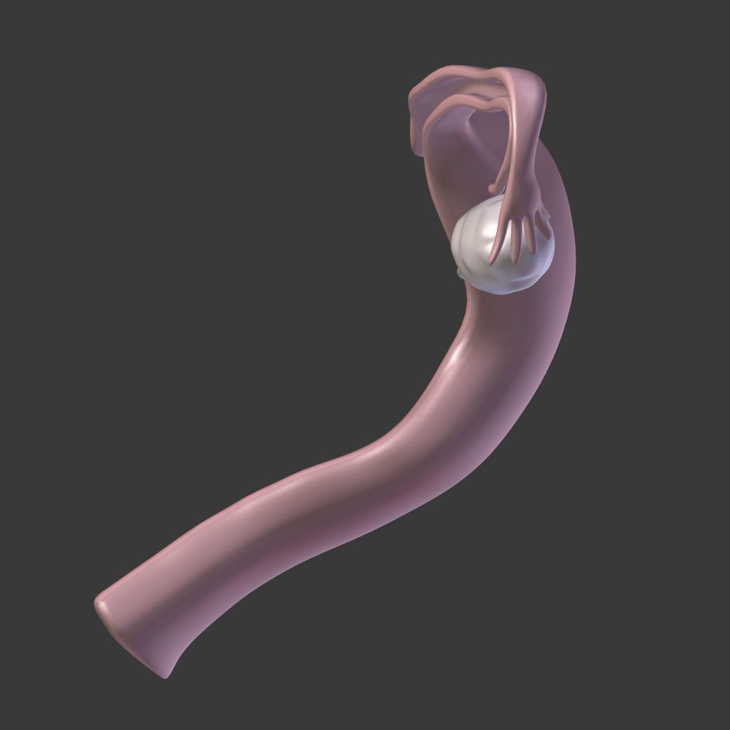 Reproductive System 3D Model – Low Poly Anatomy Asset, FBX - View 20