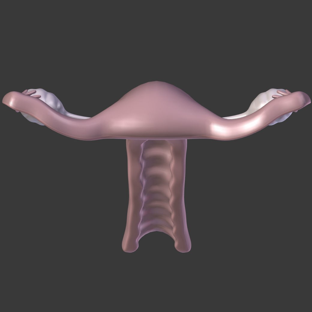 Reproductive System 3D Model – Low Poly Anatomy Asset, FBX - View 21