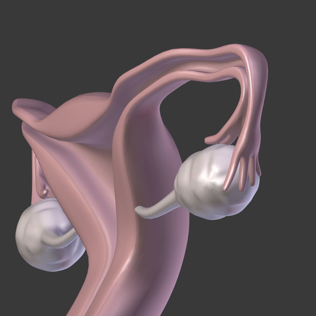Reproductive System 3D Model – Low Poly Anatomy Asset, FBX - View 23