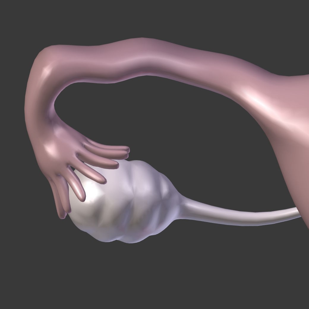 Reproductive System 3D Model – Low Poly Anatomy Asset, FBX - View 25