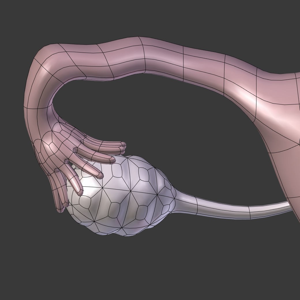 Reproductive System 3D Model – Low Poly Anatomy Asset, FBX - View 26