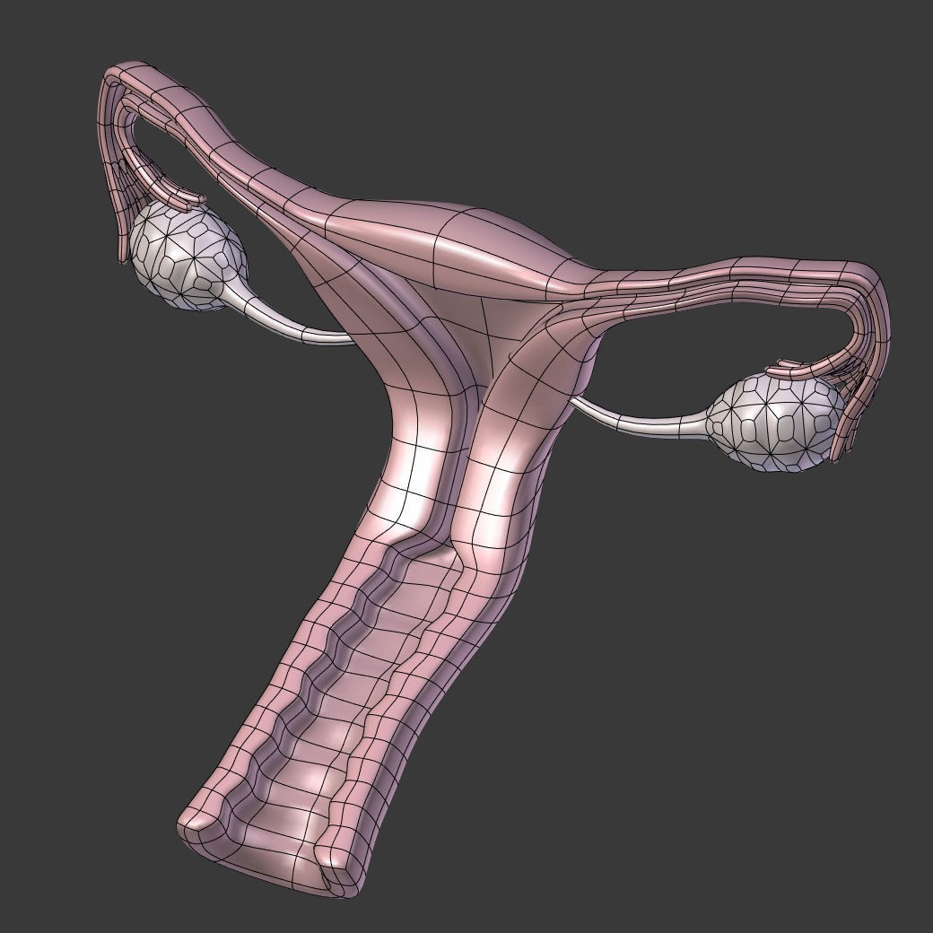 Reproductive System 3D Model – Low Poly Anatomy Asset, FBX - View 28