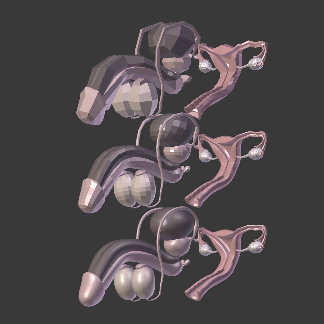 Reproductive System 3D Model – Low Poly Anatomy Asset, FBX - View 29