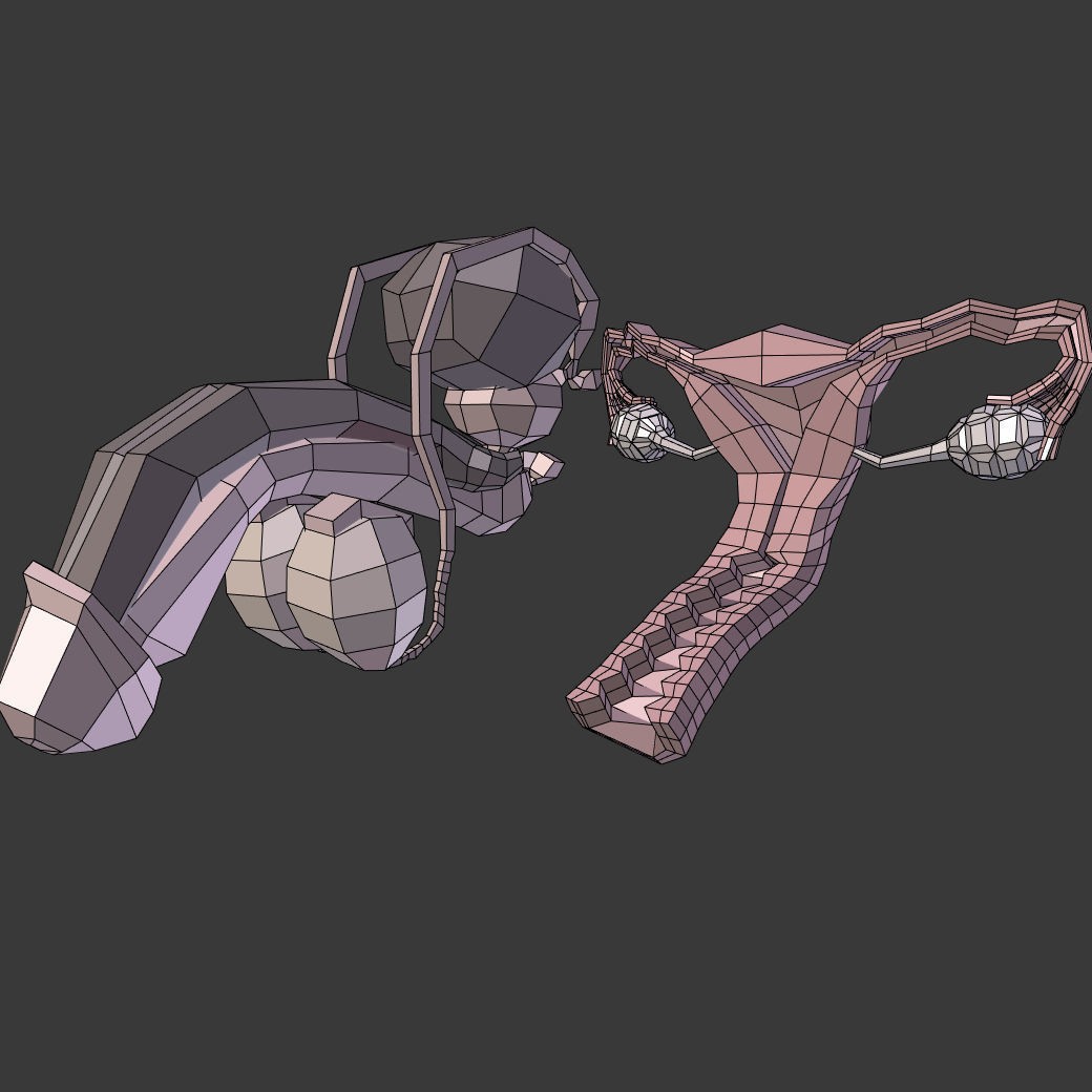 Reproductive System 3D Model – Low Poly Anatomy Asset, FBX - View 3