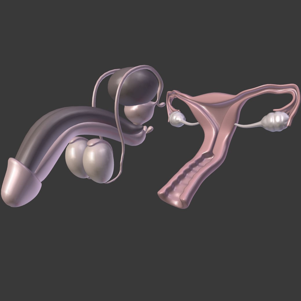 Reproductive System 3D Model – Low Poly Anatomy Asset, FBX - View 4