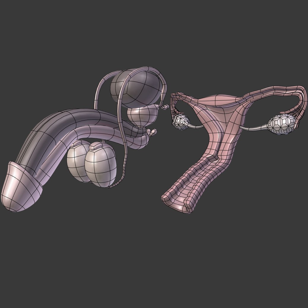 Reproductive System 3D Model – Low Poly Anatomy Asset, FBX - View 6