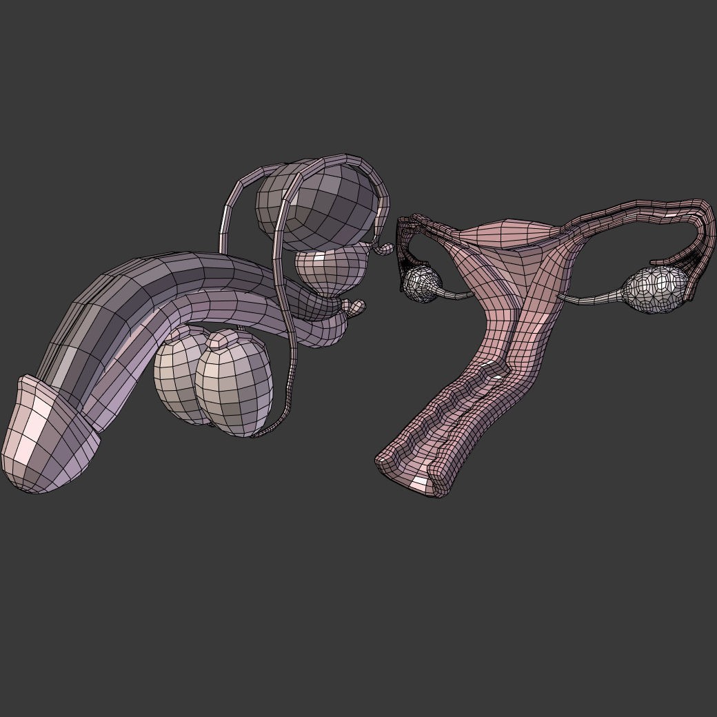 Reproductive System 3D Model – Low Poly Anatomy Asset, FBX - View 7