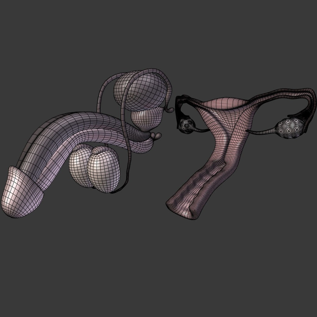 Reproductive System 3D Model – Low Poly Anatomy Asset, FBX - View 8